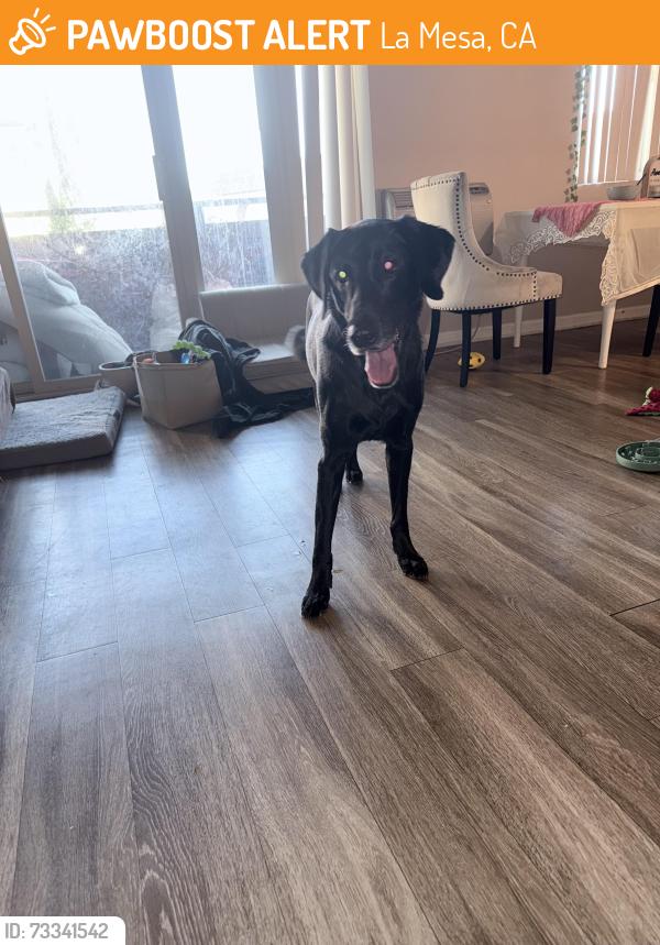 Found/Stray Male Dog last seen Dallas, La Mesa, CA 91942