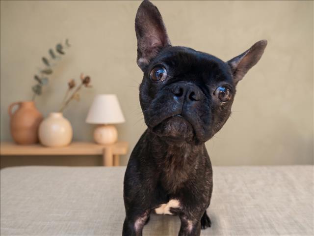 Shelter Stray Female Dog last seen , 957 N Gaffey St, San Pedro, CA 90731, USA