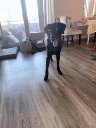 Found/Stray Male Dog last seen Dallas, La Mesa, CA 91942