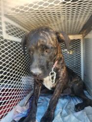 Shelter Stray Male Dog last seen Near BLOCK BANNING ST, BAKERSFIELD CA 93314, 3951 Fruitvale Ave, Bakersfield, CA 93308, USA