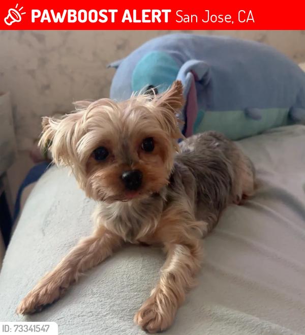 Lost Female Dog last seen mccollam elementary, San Jose, CA 95127