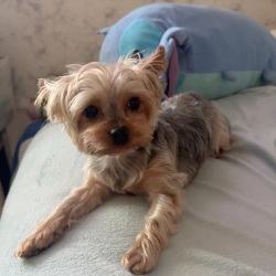 Lost Female Dog last seen mccollam elementary, San Jose, CA 95127
