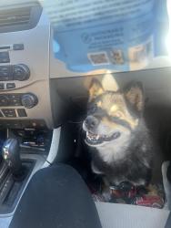 Found/Stray Unknown Dog last seen Cedar st, Tacoma, WA 98409