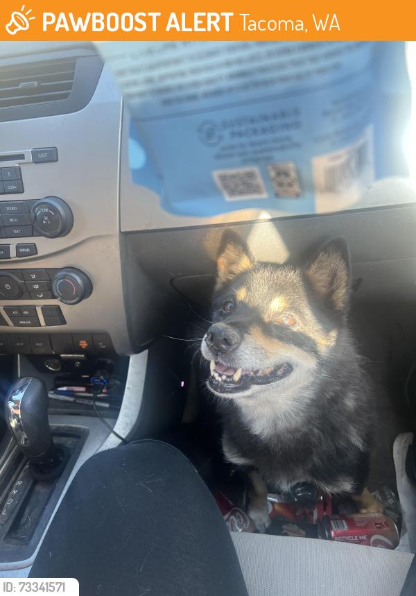 Found/Stray Unknown Dog last seen Cedar st, Tacoma, WA 98409