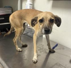 Shelter Stray Female Dog last seen Near BLOCK MONTEREY ST, BAKERSFIELD CA 93305, 3951 Fruitvale Ave, Bakersfield, CA 93308, USA