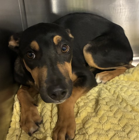 Shelter Stray Female Dog last seen Near BLOCK HEIGHT ST, BAKERSFIELD CA 93305, 3951 Fruitvale Ave, Bakersfield, CA 93308, USA