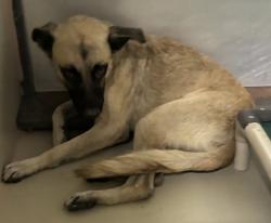 Shelter Stray Male Dog last seen Near BLOCK KERN CANYON RD, BAKERSFIELD CA 93306, 3951 Fruitvale Ave, Bakersfield, CA 93308, USA