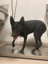 Shelter Stray Female Dog last seen Near BLOCK VINE DR, BAKERSFIELD CA 93307, 3951 Fruitvale Ave, Bakersfield, CA 93308, USA