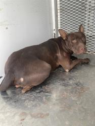 Shelter Stray Male Dog last seen Near BLOCK VINE DR, BAKERSFIELD CA 93307, 3951 Fruitvale Ave, Bakersfield, CA 93308, USA