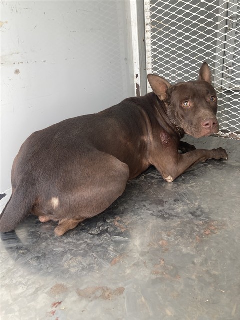 Shelter Stray Male Dog last seen Near BLOCK VINE DR, BAKERSFIELD CA 93307, 3951 Fruitvale Ave, Bakersfield, CA 93308, USA