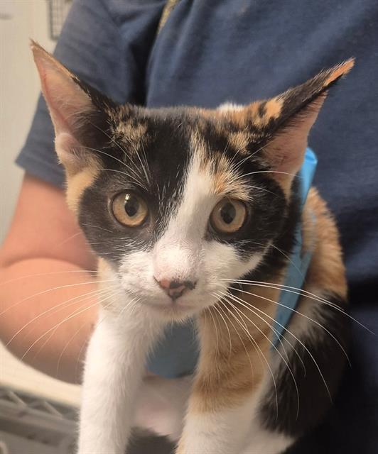 Shelter Stray Female Cat last seen Near BLOCK FRUITVALE AVE, BAKERSFIELD KERN COUNTY CA 93308, 3951 Fruitvale Ave, Bakersfield, CA 93308, USA