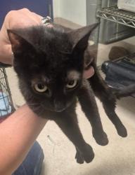 Shelter Stray Female Cat last seen Near BLOCK FRUITVALE AVE, BAKERSFIELD KERN COUNTY CA 93308, 3951 Fruitvale Ave, Bakersfield, CA 93308, USA