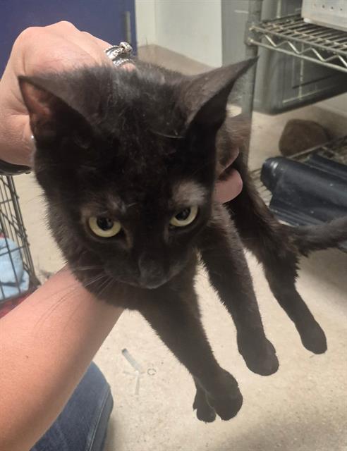 Shelter Stray Female Cat last seen Near BLOCK FRUITVALE AVE, BAKERSFIELD KERN COUNTY CA 93308, 3951 Fruitvale Ave, Bakersfield, CA 93308, USA