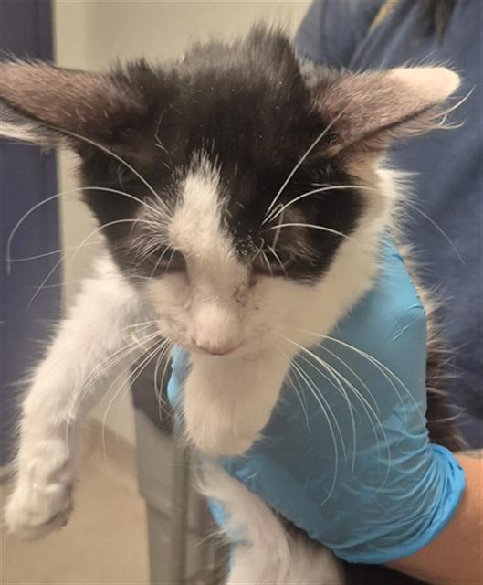 Shelter Stray Female Cat last seen Near BLOCK FRUITVALE AVE, BAKERSFIELD KERN COUNTY CA 93308, 3951 Fruitvale Ave, Bakersfield, CA 93308, USA