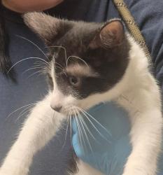 Shelter Stray Male Cat last seen Near BLOCK FRUITVALE AVE, BAKERSFIELD KERN COUNTY CA 93308, 3951 Fruitvale Ave, Bakersfield, CA 93308, USA