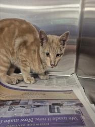 Shelter Stray Male Cat last seen Near BLOCK NORRIS RD, BAKERSFIELD CA 93308, 3951 Fruitvale Ave, Bakersfield, CA 93308, USA