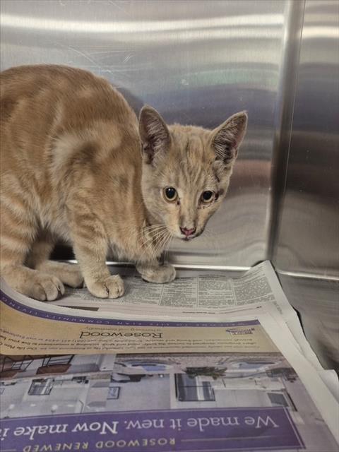Shelter Stray Male Cat last seen Near BLOCK NORRIS RD, BAKERSFIELD CA 93308, 3951 Fruitvale Ave, Bakersfield, CA 93308, USA