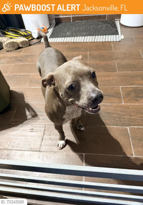 Found/Stray Female Dog last seen Cesery blvd, Jacksonville, FL 32211