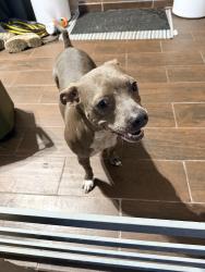 Found/Stray Female Dog last seen Cesery blvd, Jacksonville, FL 32211