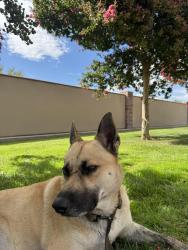 Found/Stray Male Dog last seen Jack tone road, Ripon, CA 95366