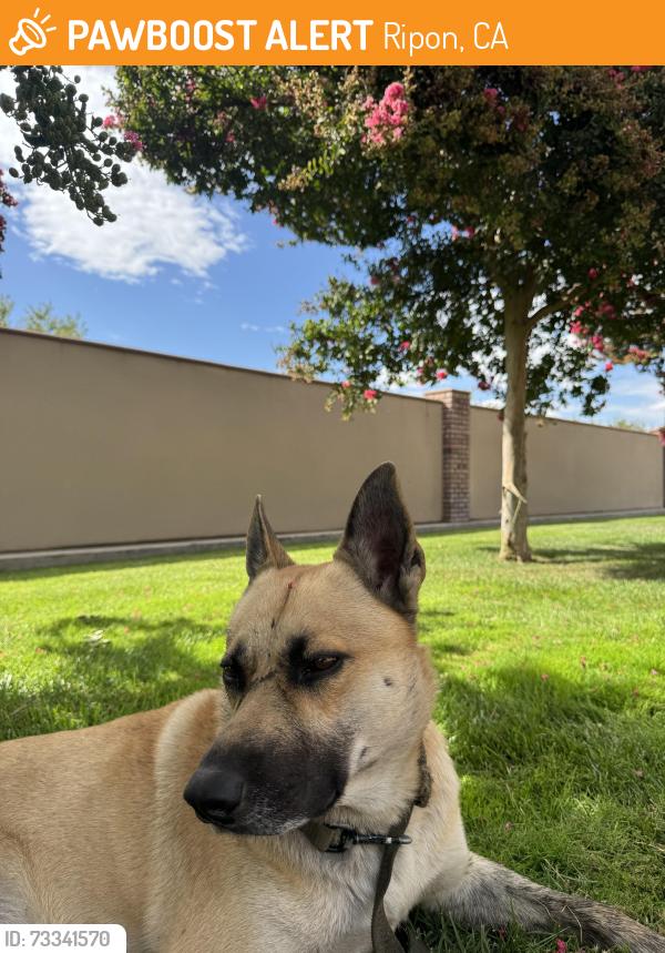 Found/Stray Male Dog last seen Jack tone road, Ripon, CA 95366