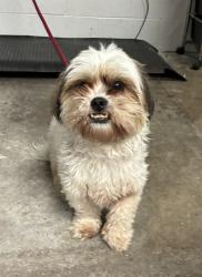 Shelter Stray Male Dog last seen Near BLOCK PATRICIA, 10521 Baur Blvd, Olivette, MO 63132, USA