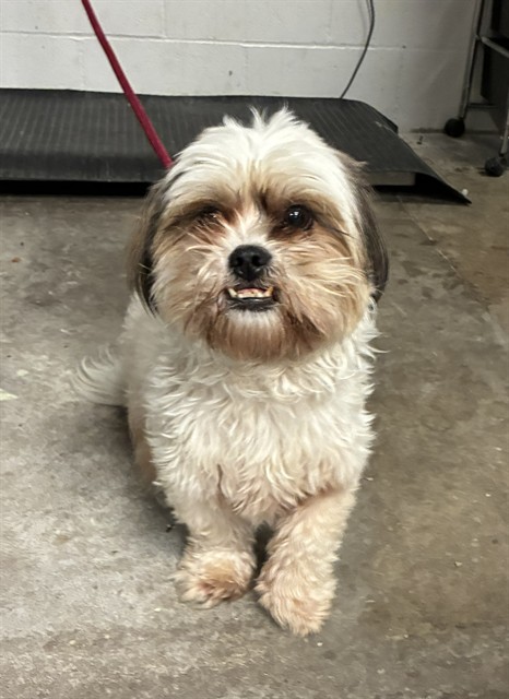 Shelter Stray Male Dog last seen Near BLOCK PATRICIA, 10521 Baur Blvd, Olivette, MO 63132, USA