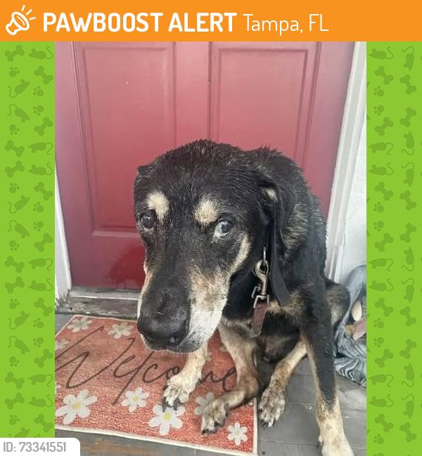 Found/Stray Unknown Dog last seen On my front porch and may have been hit by a car. 2016 Linsey St. Palmetto Beach, Tampa, FL 33605
