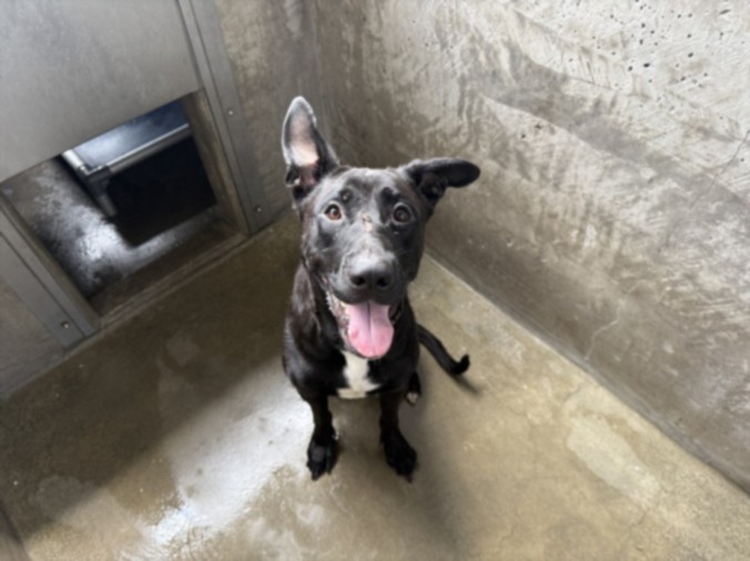 Shelter Stray Female Dog last seen , 14409 Vanowen St, Van Nuys, CA 91405, USA
