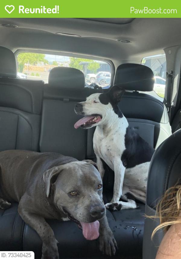 Reunited Unknown Dog last seen 51and Thomas, Phoenix, AZ 85016