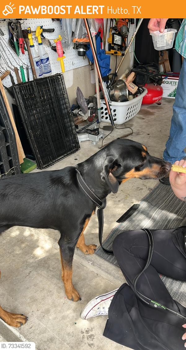 Found/Stray Female Dog last seen Carol Dr and manny Cv, Hutto, TX 78634