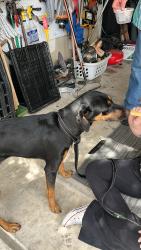 Found/Stray Female Dog last seen Carol Dr and manny Cv, Hutto, TX 78634