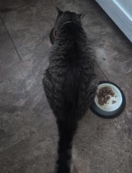 Reunited Male Cat last seen Ambleside & Burnley, Columbus, OH 43229