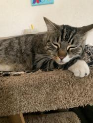 Lost Female Cat last seen La Mesa blvd and pine, La Mesa, CA 91942