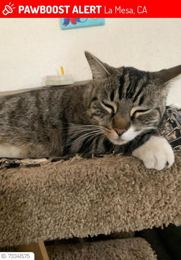 Lost Female Cat last seen La Mesa blvd and pine, La Mesa, CA 91942