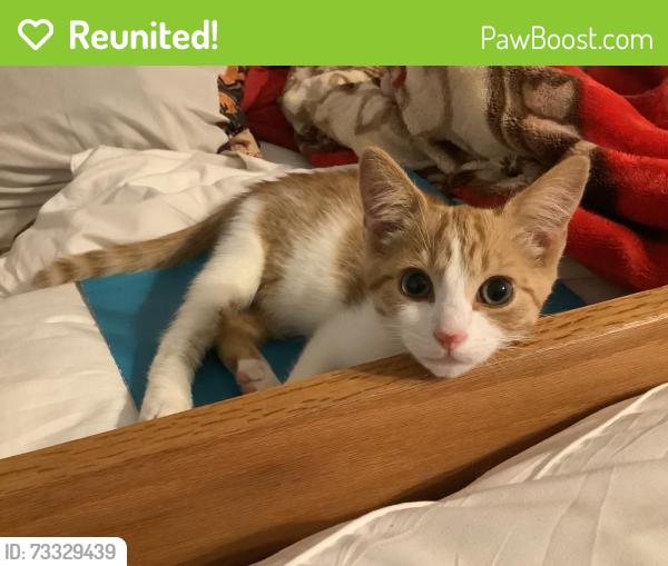 Reunited Male Cat last seen Neigbors porch, Greensboro, NC 27410
