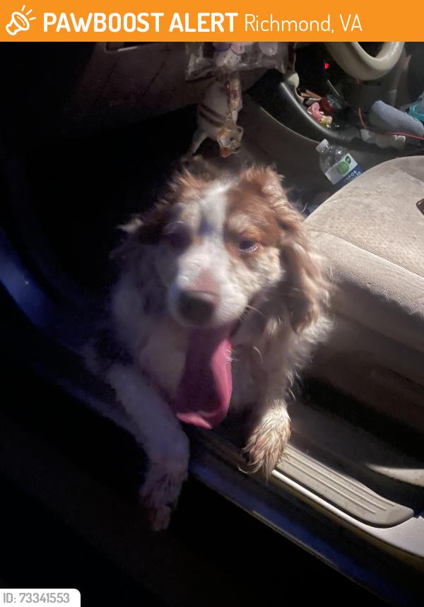 Found/Stray Male Dog last seen Near Wilton Rd. Richmond, VA 23231, Richmond, VA 23231