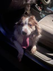 Found/Stray Male Dog last seen Near Wilton Rd. Richmond, VA 23231, Richmond, VA 23231