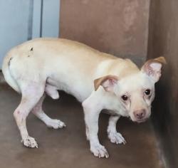 Shelter Stray Male Dog last seen , 14409 Vanowen St, Van Nuys, CA 91405, USA