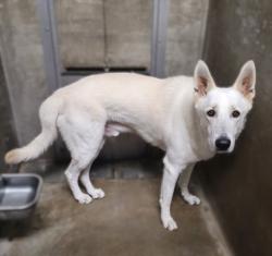 Shelter Stray Male Dog last seen , 14409 Vanowen St, Van Nuys, CA 91405, USA
