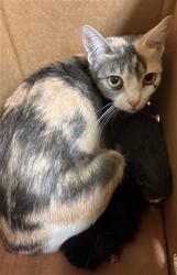 Shelter Stray Female Cat last seen BROADWAY & 5TH ST, 2127 Front St, Sacramento, CA 95818, USA