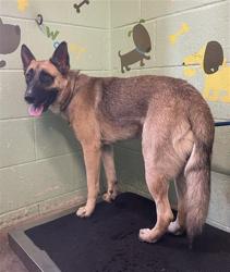 Shelter Stray Male Dog last seen LA RIVIERA DR & STREAM VIEW WAY, 2127 Front St, Sacramento, CA 95818, USA