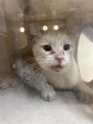 Shelter Stray Male Cat last seen CHINQUAPIN WAY & AMINA WAY, 2127 Front St, Sacramento, CA 95818, USA