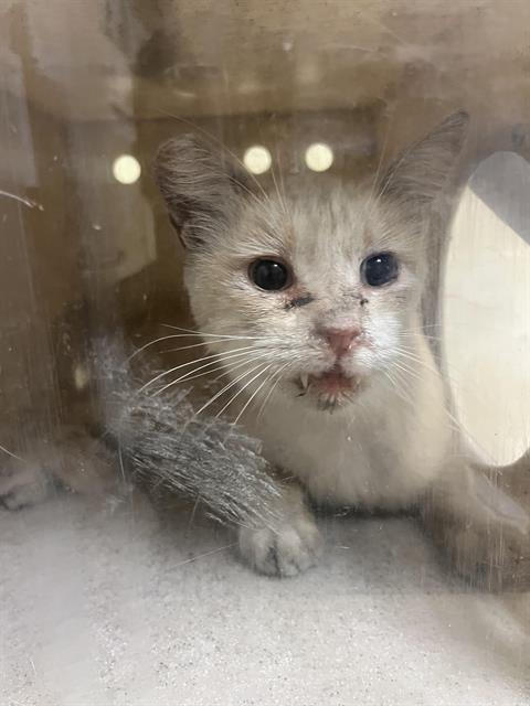 Shelter Stray Male Cat last seen CHINQUAPIN WAY & AMINA WAY, 2127 Front St, Sacramento, CA 95818, USA