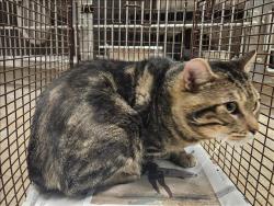 Shelter Stray Male Cat last seen , 14409 Vanowen St, Van Nuys, CA 91405, USA