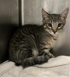 Shelter Stray Male Cat last seen , 14409 Vanowen St, Van Nuys, CA 91405, USA