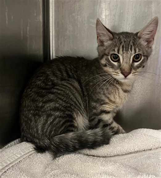 Shelter Stray Male Cat last seen , 14409 Vanowen St, Van Nuys, CA 91405, USA
