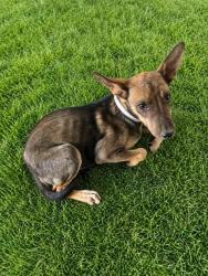 Shelter Stray Female Dog last seen , 5210 W Ave I, Lancaster, CA 93536, USA