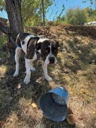 Shelter Stray Male Dog last seen Near BLOCK SW 23TH ST, 2811 SE 29th St, Oklahoma City, OK 73129, USA