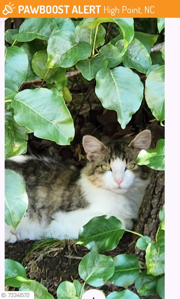Found/Stray Unknown Cat last seen Berkley Street High Point, NC, High Point, NC 27260